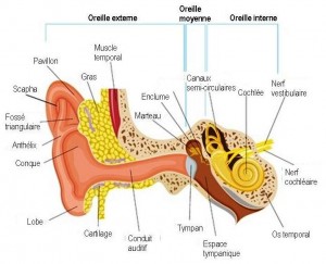 Clinique-Chiropratique-Chambly-oreille-interne-syteme-vestibulaire